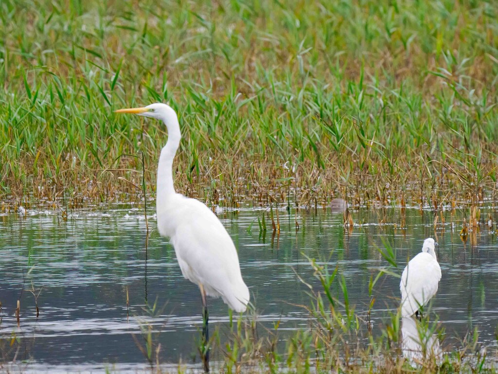 Great White & Little Egret  by padlock