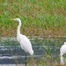 Great White & Little Egret 