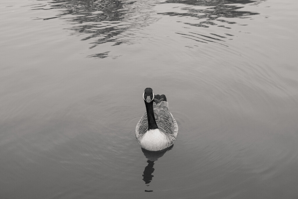 Quizzical Goose by plebster