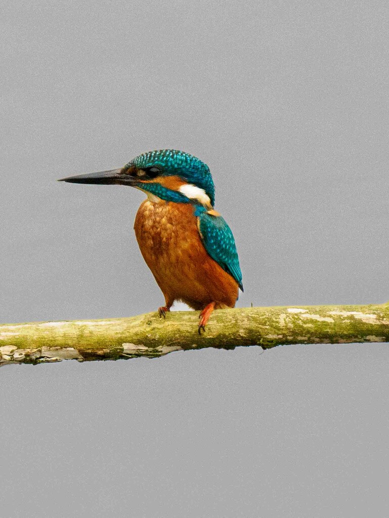 Kingfisher  by padlock