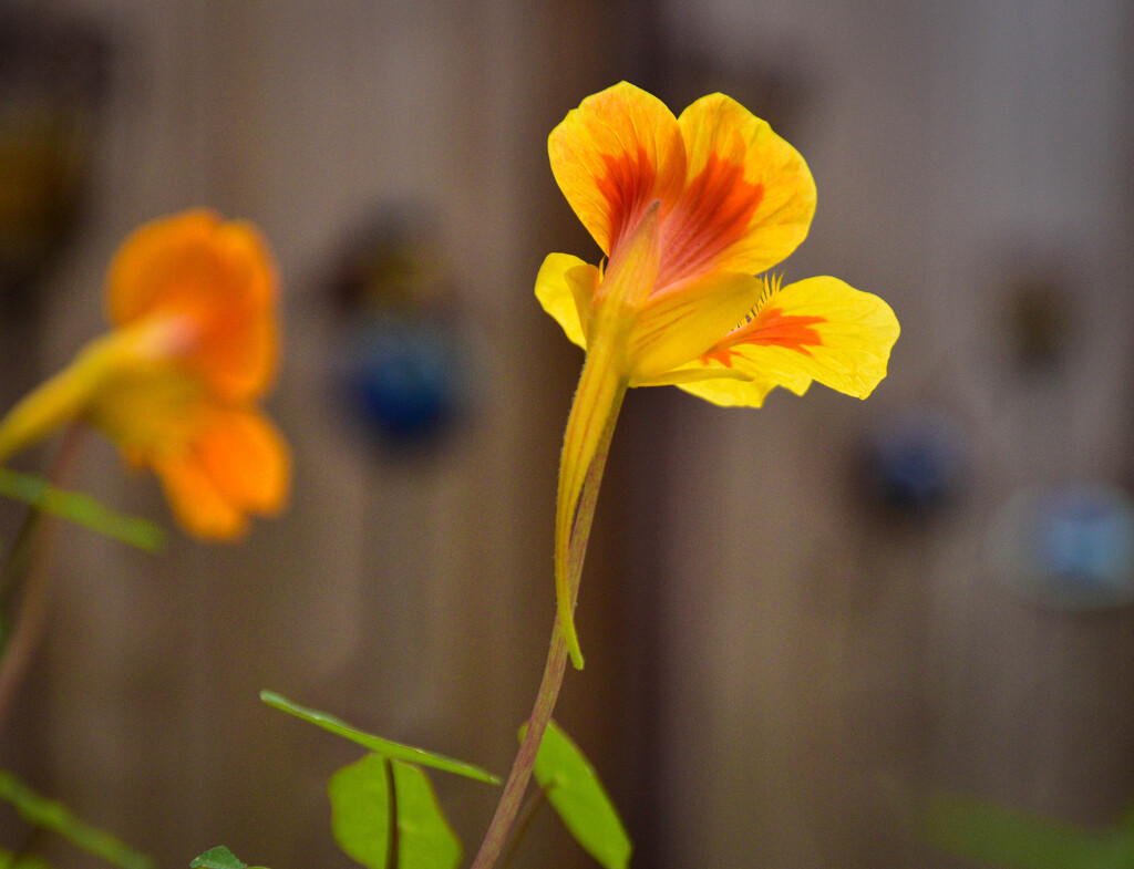 Yesterday's nasturtium by tiaj1402