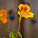 Yesterday's nasturtium