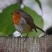 Robin by dragey74