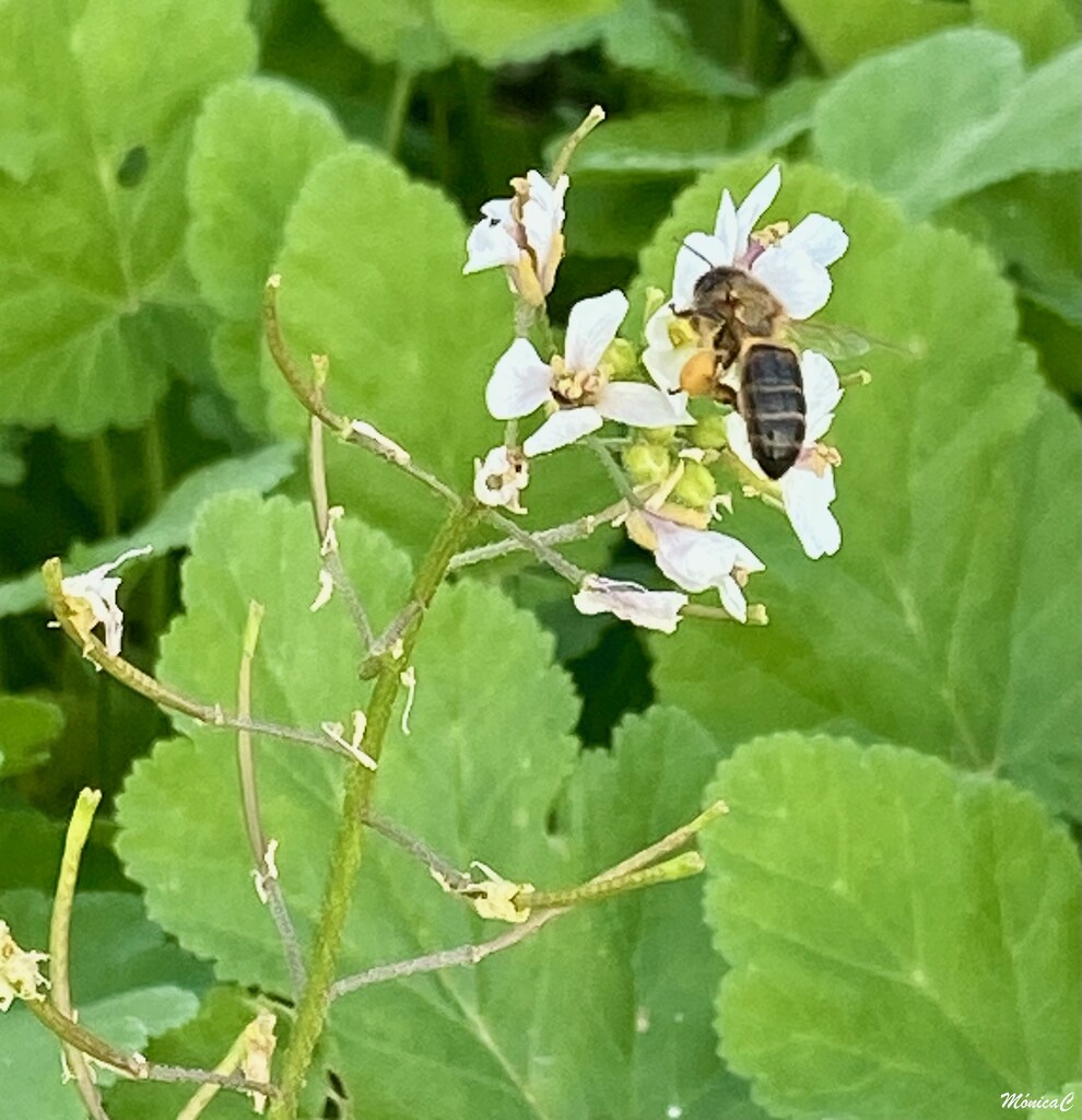 Collecting pollen by monicac