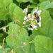 Collecting pollen