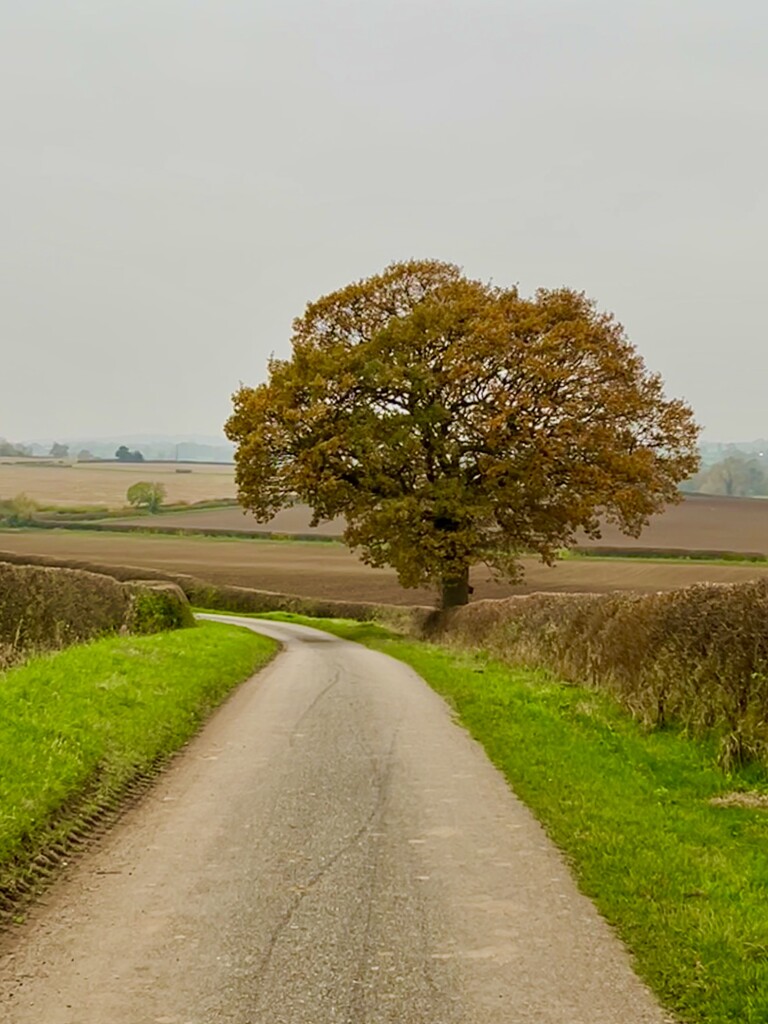 Lone Tree by phil_sandford