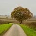 Lone Tree