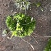 Moss on a wall 