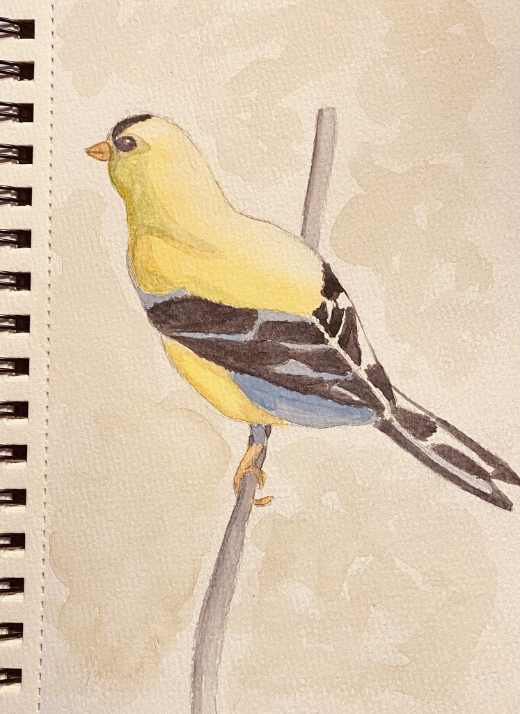 Goldfinch watercolor by mtb24