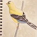 Goldfinch watercolor