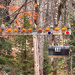 Pumpkins in a row