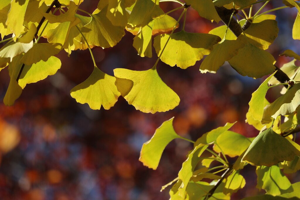 Yellow Fans by 365projectorgheatherb