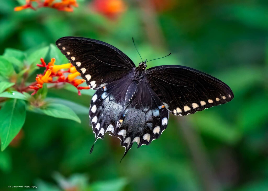 Spicebush Swallowtail by photographycrazy