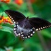 Spicebush Swallowtail