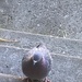 Hungry Pigeon