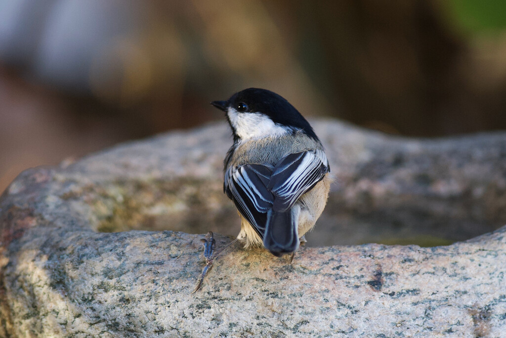 Our Massachusetts State Bird by berelaxed