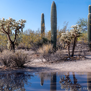 4th Nov 2024 - Cacti Reflections