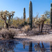 Cacti Reflections