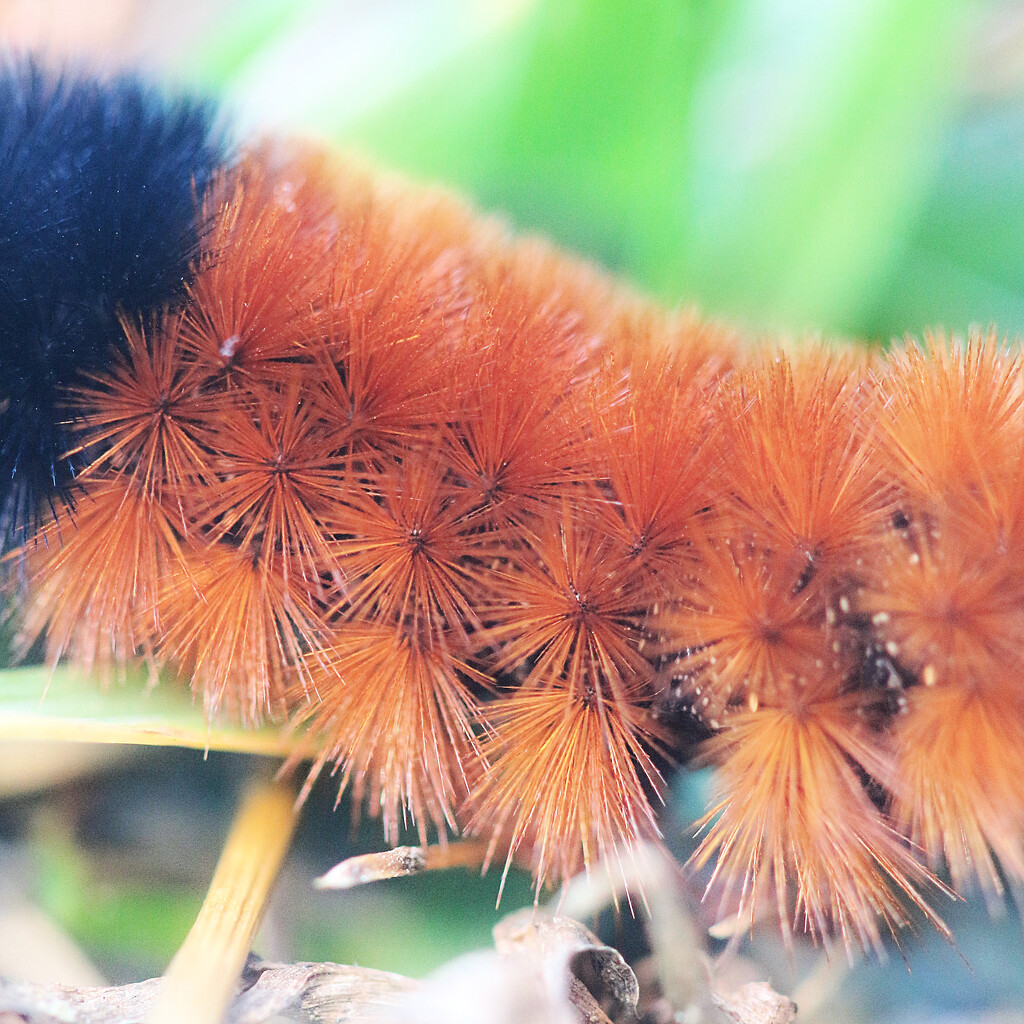 Wooly Bear Details by juliedduncan