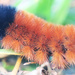 Wooly Bear Details