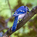 Blue Jay