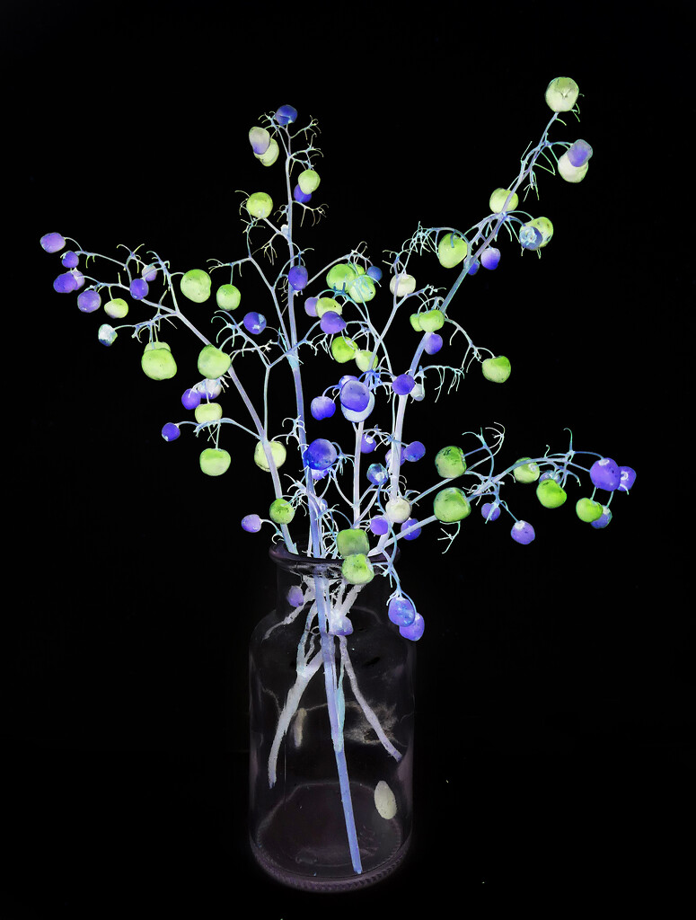 Flax Lily Berries on Black by onewing