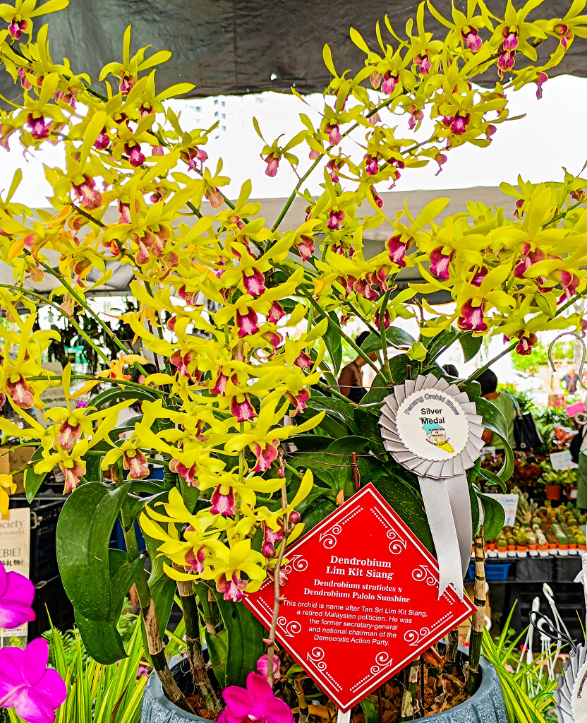 Silver Medal Winner at the Orchid Festival by ianjb21