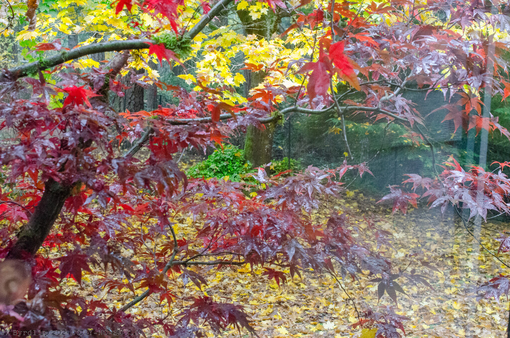 Thru the Kitchen Window by byrdlip