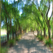 Distorted tree tunnel 