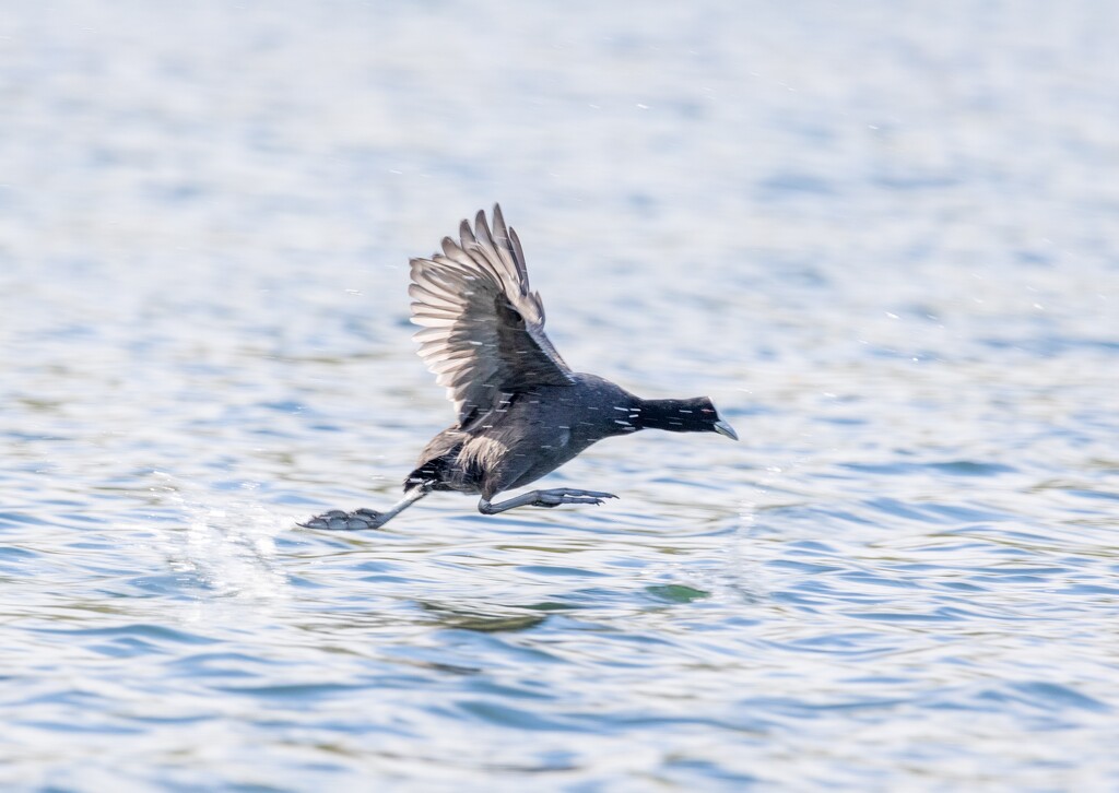 Skip jump hop - chasing away the competition  by creative_shots