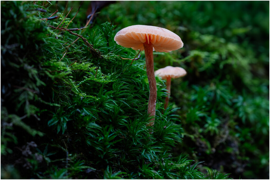 Deceiver or common gilled mushroom by clifford