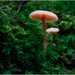 Deceiver or common gilled mushroom