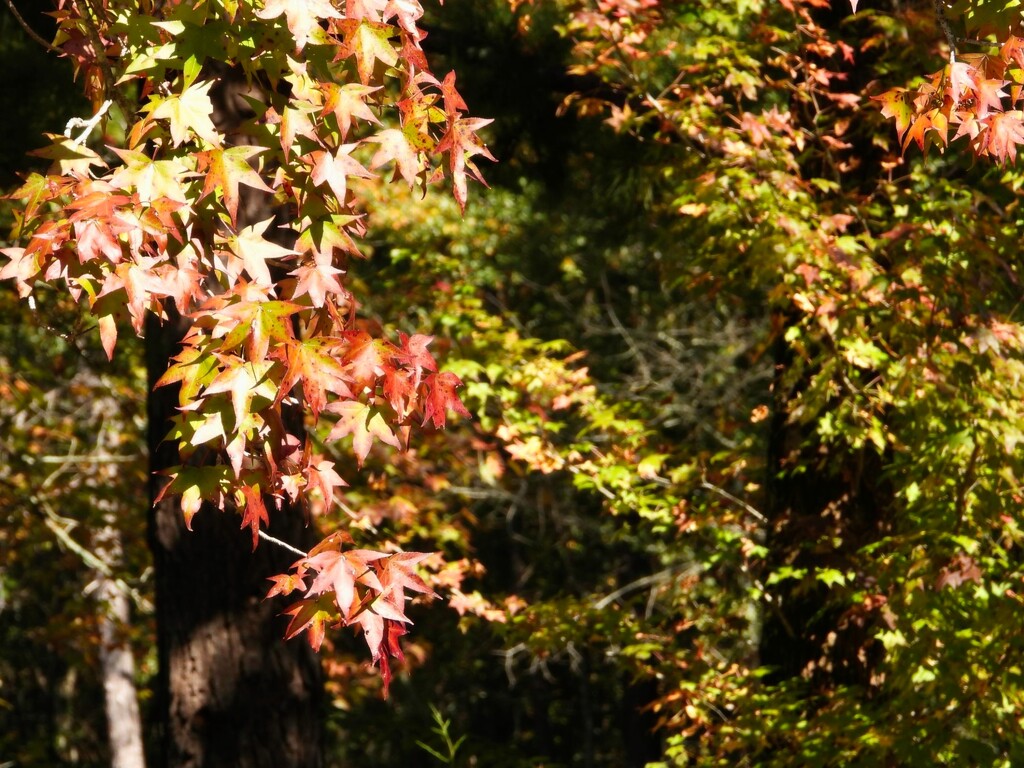 Sweetgum leaves... by marlboromaam