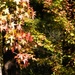 Sweetgum leaves...