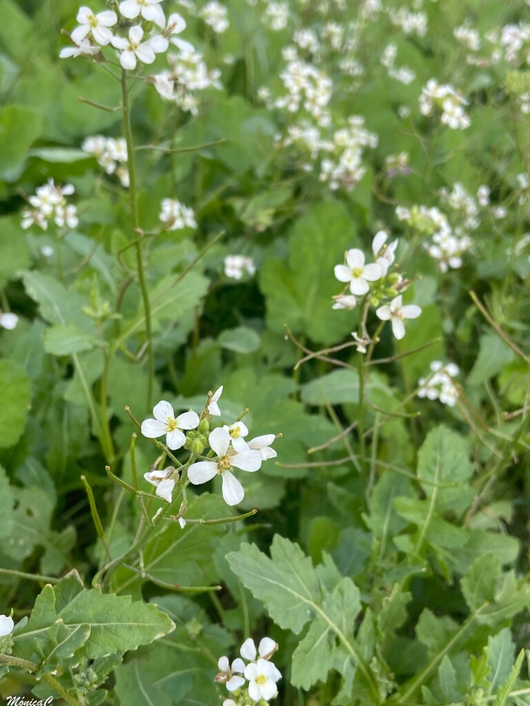 Wild flowers by monicac