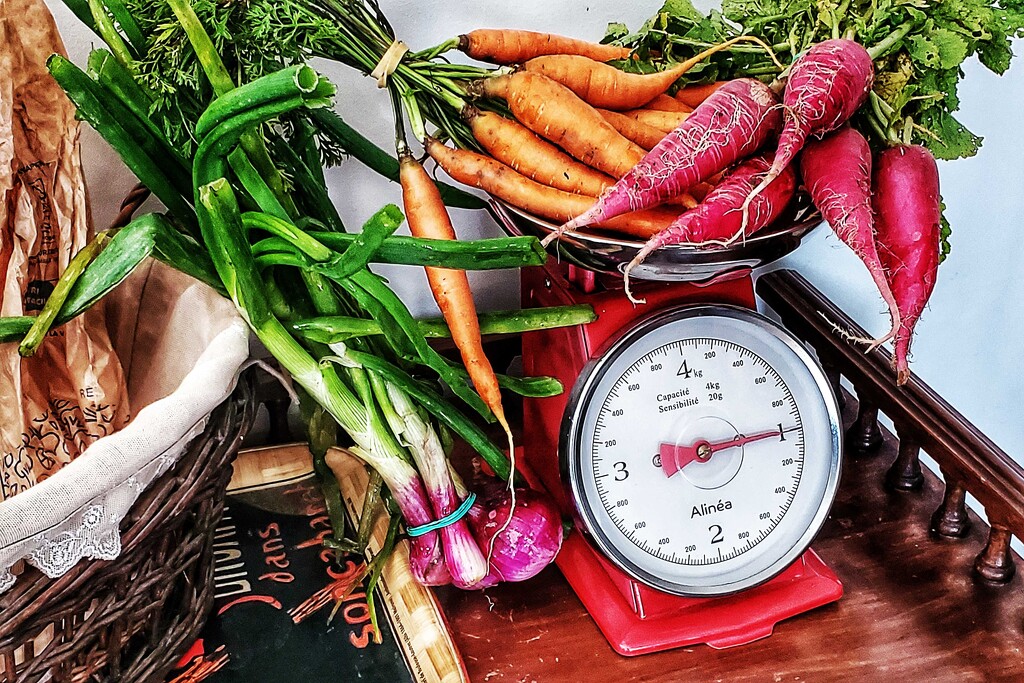 The Catalan radish by laroque