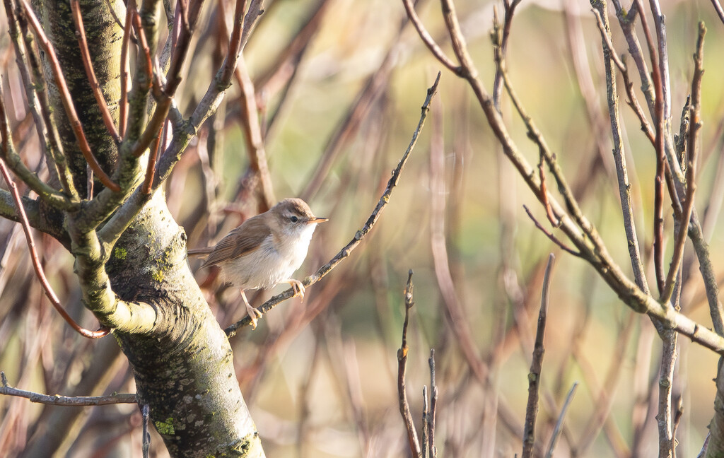 Chiffchaff by lifeat60degrees