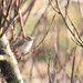 Chiffchaff