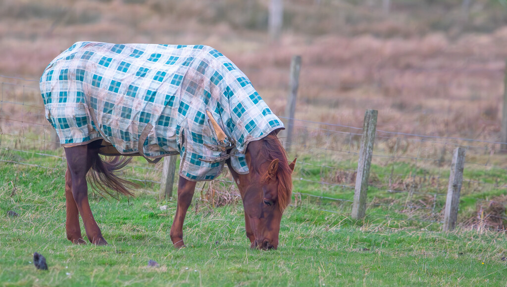 Winter Coat Time by lifeat60degrees