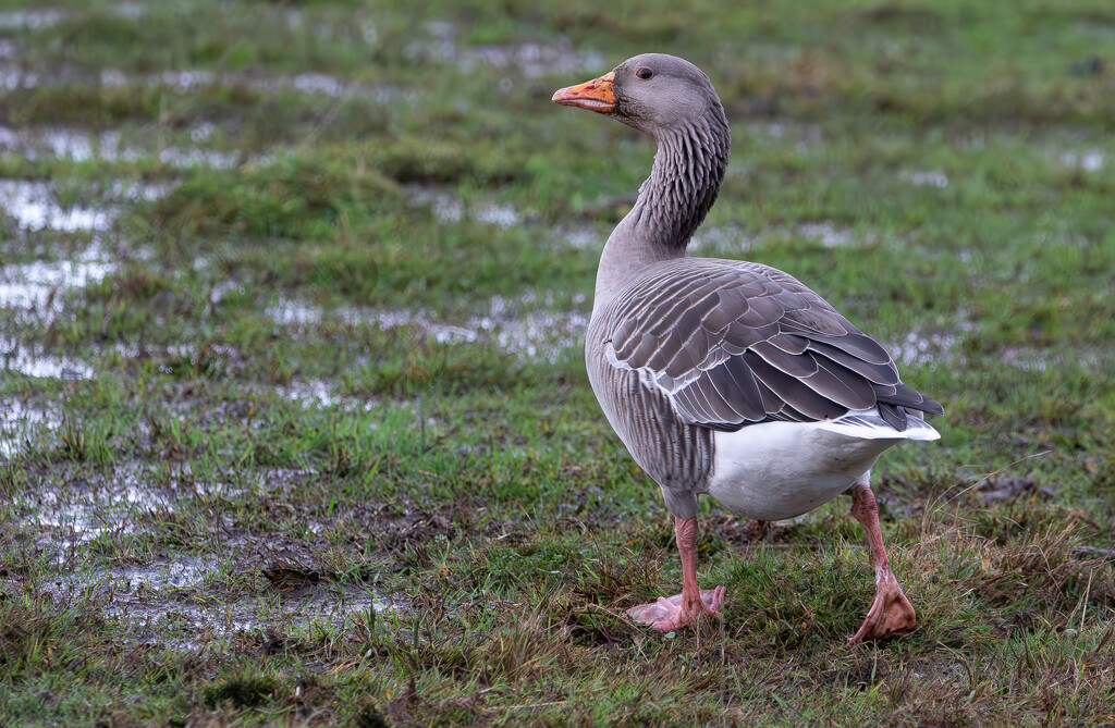 Greylag Goose by lifeat60degrees