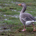 Greylag Goose