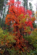 10th Nov 2024 - red fall