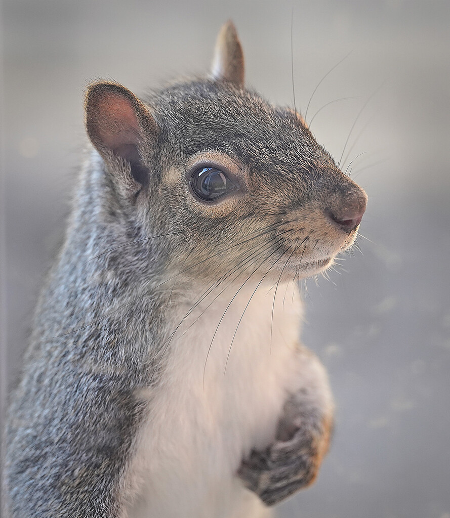 Sincere Squirrel by gardencat