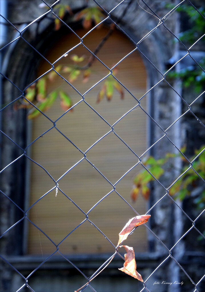 A sign of autumn on the fence by kork