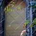 A sign of autumn on the fence