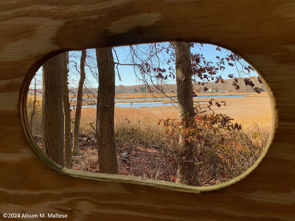 A View from the Duck Blind by falcon11