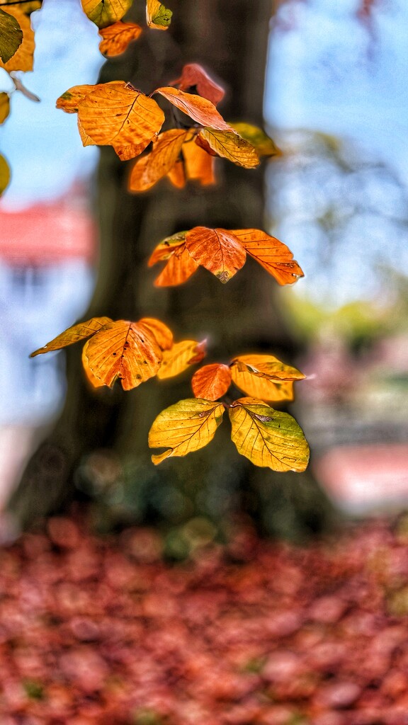 Suspended Leaves by carole_sandford