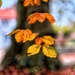 Suspended Leaves