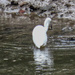 Egret