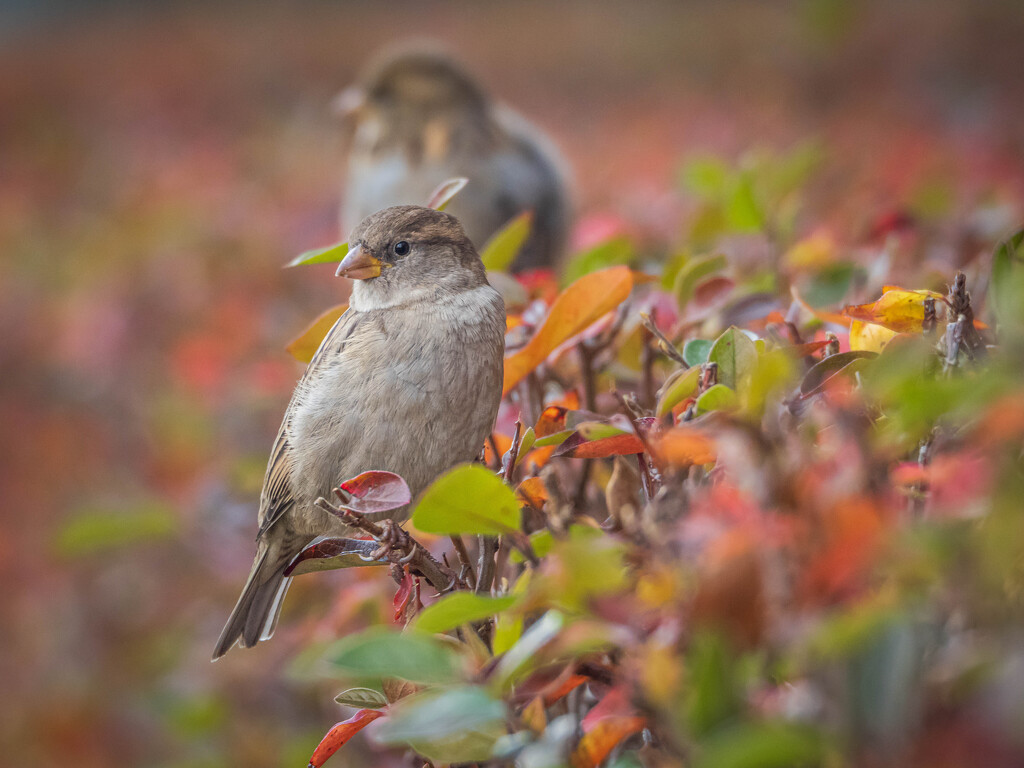 City sparrows by haskar